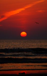 Preview wallpaper sunset, bird, sun, sea, coast