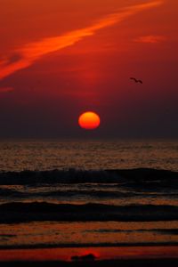 Preview wallpaper sunset, bird, sun, sea, coast