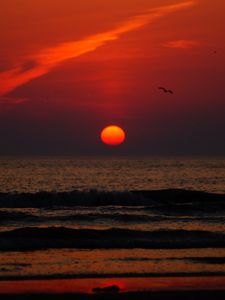 Preview wallpaper sunset, bird, sun, sea, coast