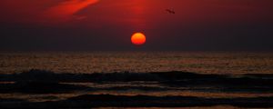 Preview wallpaper sunset, bird, sun, sea, coast