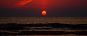 Preview wallpaper sunset, bird, sun, sea, coast