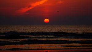 Preview wallpaper sunset, bird, sun, sea, coast