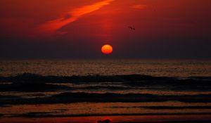 Preview wallpaper sunset, bird, sun, sea, coast