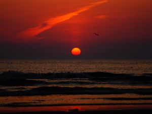 Preview wallpaper sunset, bird, sun, sea, coast