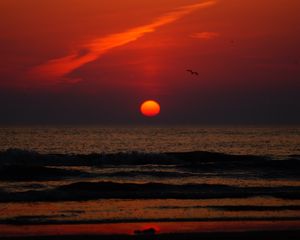 Preview wallpaper sunset, bird, sun, sea, coast