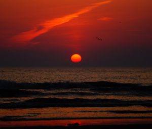Preview wallpaper sunset, bird, sun, sea, coast