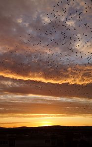 Preview wallpaper sunset, birds, clouds, sky, evening
