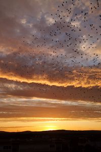Preview wallpaper sunset, birds, clouds, sky, evening