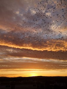 Preview wallpaper sunset, birds, clouds, sky, evening