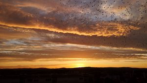Preview wallpaper sunset, birds, clouds, sky, evening