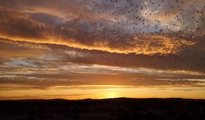 Preview wallpaper sunset, birds, clouds, sky, evening