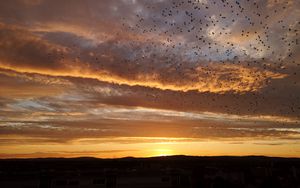 Preview wallpaper sunset, birds, clouds, sky, evening