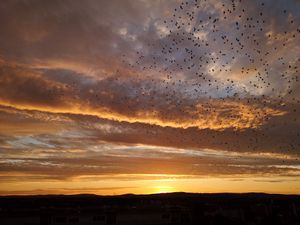 Preview wallpaper sunset, birds, clouds, sky, evening