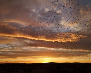 Preview wallpaper sunset, birds, clouds, sky, evening