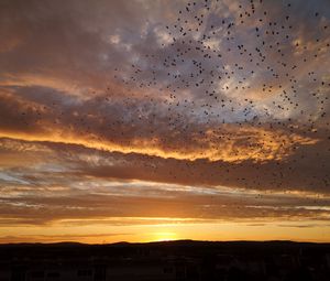 Preview wallpaper sunset, birds, clouds, sky, evening