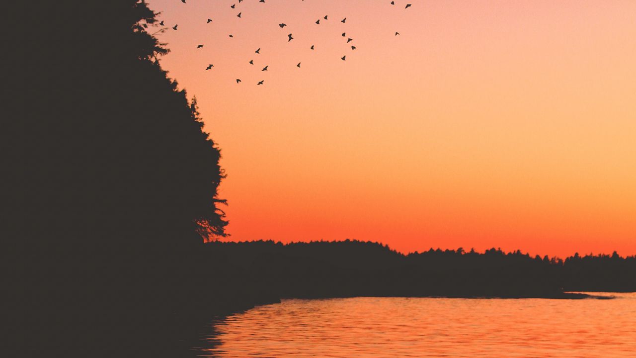 Wallpaper sunset, birds, lake, dark