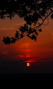 Preview wallpaper sunset, branch, cloud, horizon