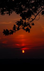 Preview wallpaper sunset, branch, cloud, horizon