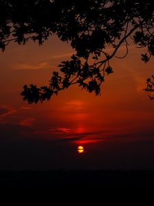 Preview wallpaper sunset, branch, cloud, horizon