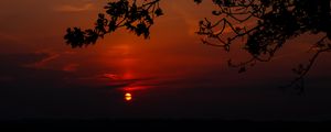 Preview wallpaper sunset, branch, cloud, horizon