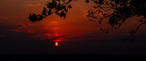 Preview wallpaper sunset, branch, cloud, horizon