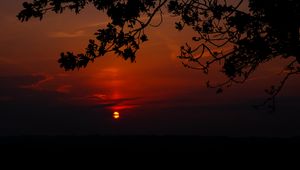 Preview wallpaper sunset, branch, cloud, horizon