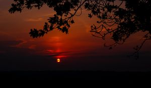 Preview wallpaper sunset, branch, cloud, horizon