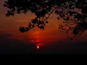 Preview wallpaper sunset, branch, cloud, horizon