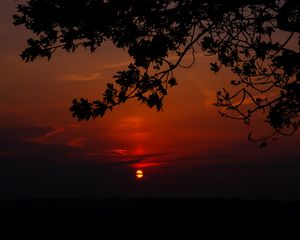 Preview wallpaper sunset, branch, cloud, horizon