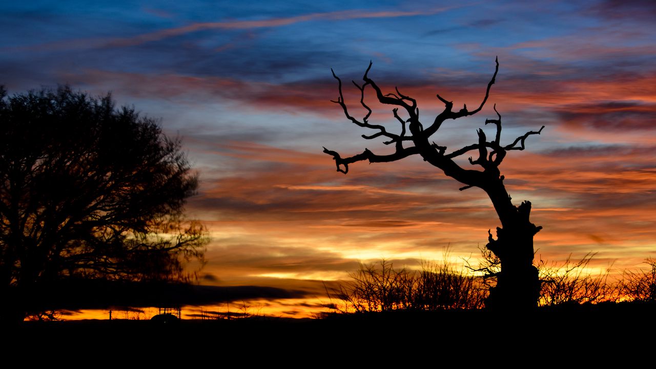 Wallpaper sunset, branch, silhouette, clouds