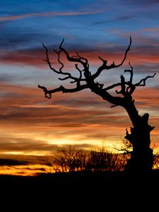 Preview wallpaper sunset, branch, silhouette, clouds