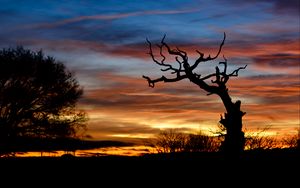 Preview wallpaper sunset, branch, silhouette, clouds