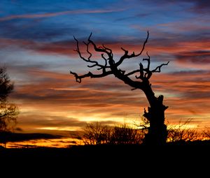 Preview wallpaper sunset, branch, silhouette, clouds