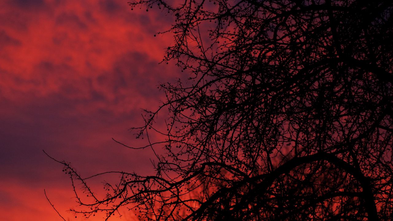 Wallpaper sunset, branches, dark