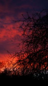 Preview wallpaper sunset, branches, dark