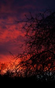 Preview wallpaper sunset, branches, dark