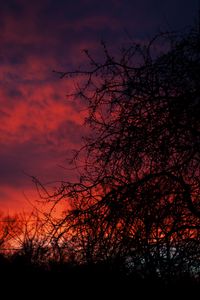 Preview wallpaper sunset, branches, dark