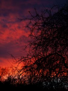 Preview wallpaper sunset, branches, dark