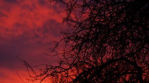 Preview wallpaper sunset, branches, dark