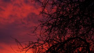 Preview wallpaper sunset, branches, dark