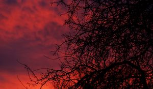 Preview wallpaper sunset, branches, dark