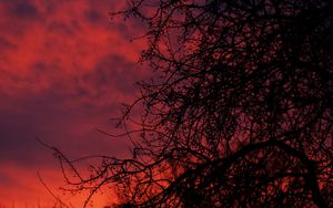 Preview wallpaper sunset, branches, dark