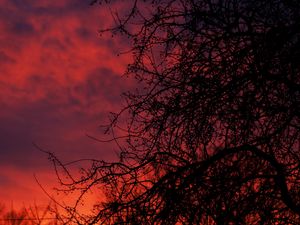 Preview wallpaper sunset, branches, dark