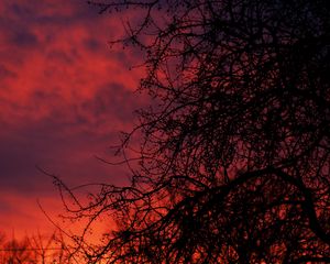 Preview wallpaper sunset, branches, dark