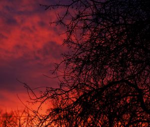 Preview wallpaper sunset, branches, dark
