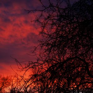 Preview wallpaper sunset, branches, dark