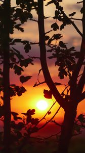 Preview wallpaper sunset, branches, leaves