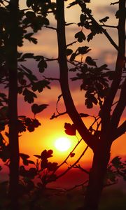Preview wallpaper sunset, branches, leaves