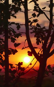 Preview wallpaper sunset, branches, leaves
