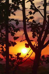 Preview wallpaper sunset, branches, leaves
